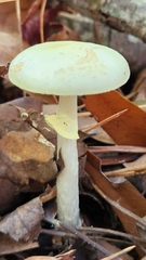 Amanita citrina