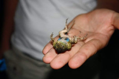 Sceloporus malachiticus