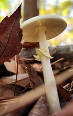 Amanita citrina
