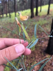 Lathyrus graminifolius