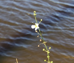 Sagittaria graminea