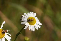 Pseudovadonia livida