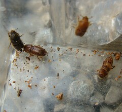 Ips sexdentatus