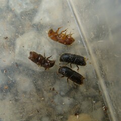 Ips sexdentatus