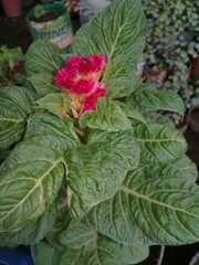 Celosia argentea
