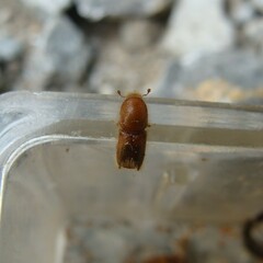 Ips sexdentatus