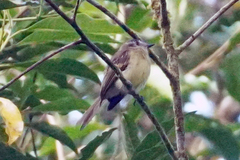 Leptopogon superciliaris