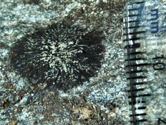 Hypogymnia austerodes