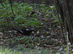 Turdus merula