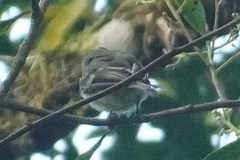 Leptopogon superciliaris