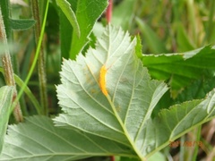 Triphragmium ulmariae