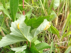 Triphragmium ulmariae