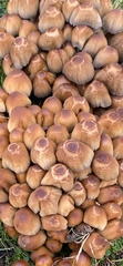 Kuehneromyces mutabilis