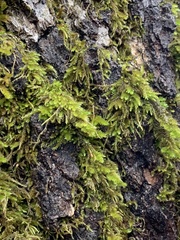 Dendroalsia abietina