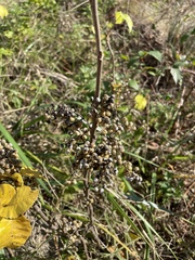 Toxicodendron vernix