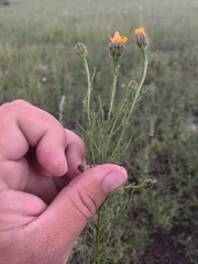 Adenophyllum wrightii