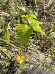Toxicodendron vernix