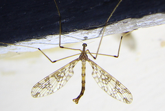 Mischoderus annuliferus