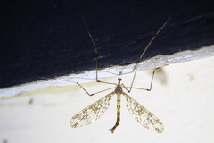 Mischoderus annuliferus