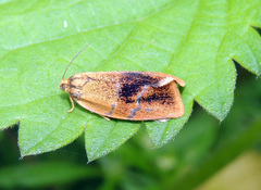 Ptycholoma lecheana