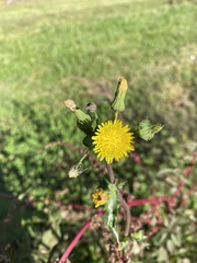 Sonchus oleraceus