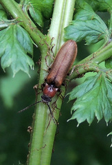 Denticollis linearis