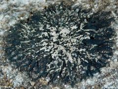 Hypogymnia austerodes