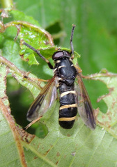Temnostoma bombylans