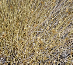 Cuniculotinus gramineus