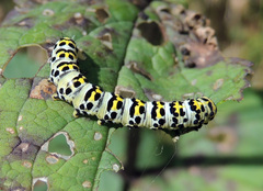 Cucullia scrophulariae
