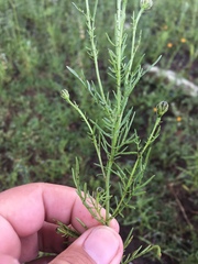 Adenophyllum wrightii