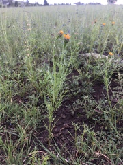 Adenophyllum wrightii