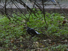 Turdus merula