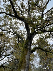 Quercus garryana