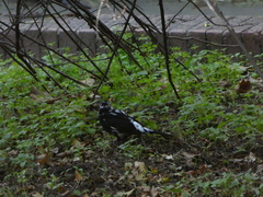 Turdus merula