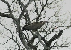 Necrosyrtes monachus