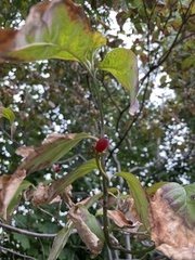 Euonymus atropurpureus