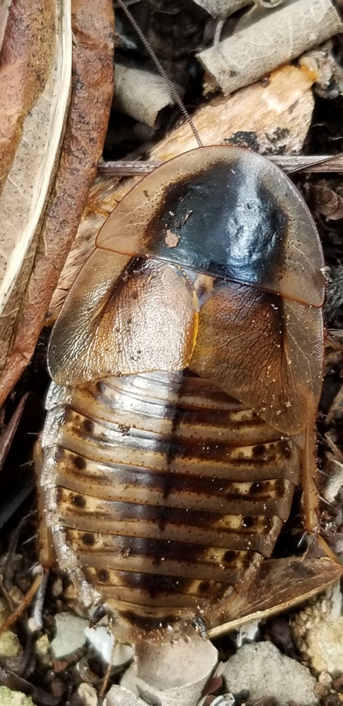 Hemiblabera pabulator