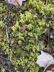 Sphagnum subsecundum