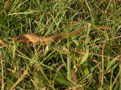 Gerrhonotus ophiurus