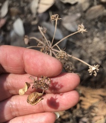 Lomatium repostum