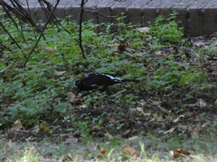 Turdus merula