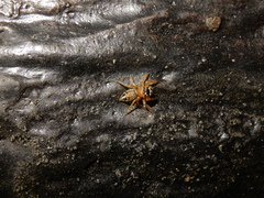 Yaginumaella lobata