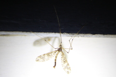 Mischoderus annuliferus