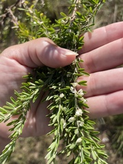 Lespedeza cuneata