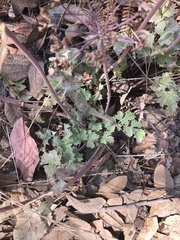 Lomatium repostum