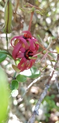 Passiflora cupraea