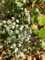 Ageratina altissima
