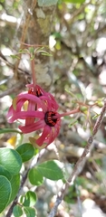 Passiflora cupraea