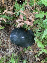 Pseudemys floridana